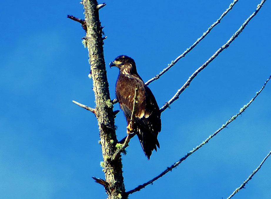 Baby Eagle by the Nisqually River_s Young eagle perched near the Nisqually River