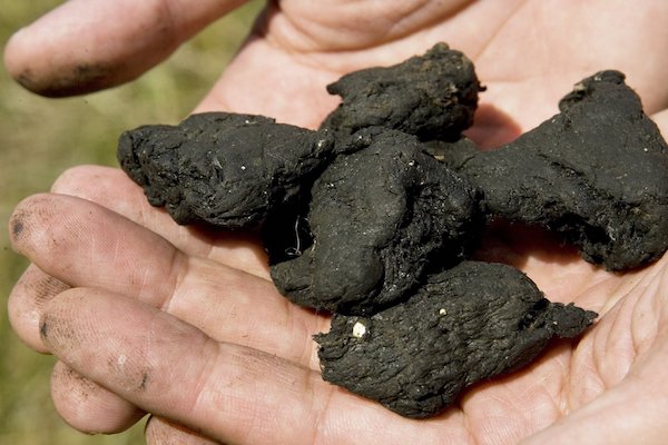 biosolids in hand Biosolids in hand